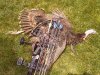 archery turkey 2013 023.jpg