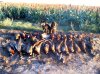 Baja2013 Zdogs pheasants.jpg