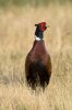 pheasant-standing-in-dry-grass.jpg