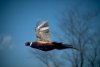 pheasant-in-flight.jpg