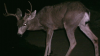 Trail Cam #2.png
