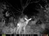 trail cam 10-2-11 013.JPG