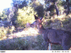 doe.gif