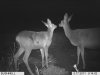IM000038deer wound.jpg