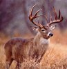 free_deer_hunting_tips_big_buck1[1].jpg