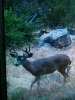 Trail Cam 4x4.jpg