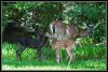 Black Fawn #2.jpg