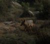 Coyote birthing.jpg