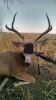 2016 A ZONE BUCK.png