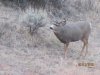 montana 2012 day 2 buck 022.JPG