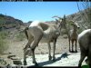 trail cam desert 3371.JPG