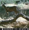 3x2 hard horn.jpg