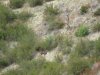 turkey & deer hunt 11-20-11 003.JPG