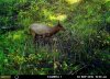 Cow at wallow_edit(1).jpg