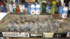quail opener 2011 010.JPG