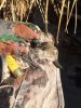 4 teal.jpg