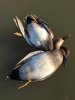 double gaddy.JPG