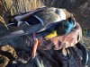 Banded Mallard.JPG
