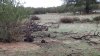 Deer, D16.jpg