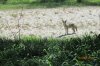 turkey opener 2013 044.JPG