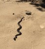 snake.jpg