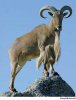 A5aoudad.jpg