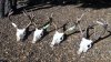 deer skulls.jpg