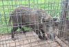 tex hog 1.jpg