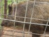 Tex hog 2.jpg