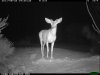 trail cam desert 2088.JPG