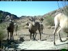 trail cam desert 2992.JPG