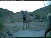 trail cam desert 1440.JPG