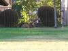 2012-08-1495182230.jpg