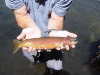 Cutthroat03Rooseveltlakes.jpg