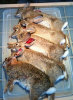 RabbitHunt_07132012.jpg