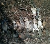 SquirrelHunt_07142012_06.jpg