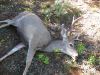 4x3CAMuleDeer800x600.jpg