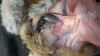 botfly.jpg