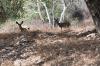 DEER1.jpg