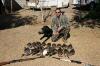 ducks2_zps90c27cb4.jpg