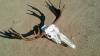 mooseskull_zps2e31a3a8.jpg