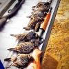 Quail.jpg