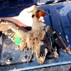 Duck1.jpg