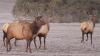 elkbases.jpg