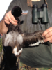 Scaup2.png
