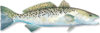 SPOTTED-SEATROUT.30.jpg