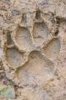 dog track.jpg