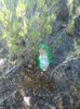 IMG_2017 balloon 1.jpg