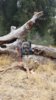10-31-17 D16 Forked Buck.jpg