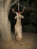 Bucks & Wister 10-31-12 102.JPG